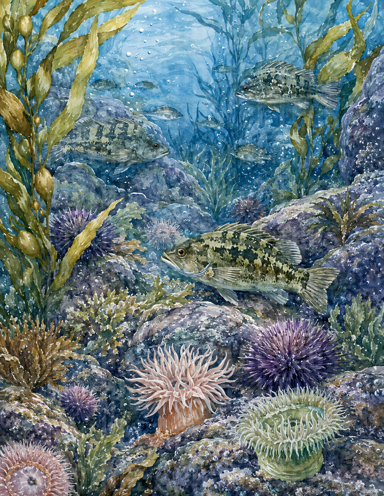 Ocean Animals Kelp Forest Rockfish Reef Watercolor Painting
