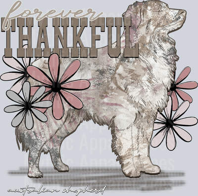 foreverthankfulaustralianshepherd