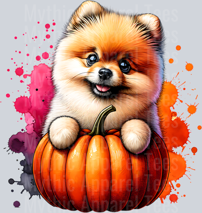 POMERANIAN PUMPKIN 2
