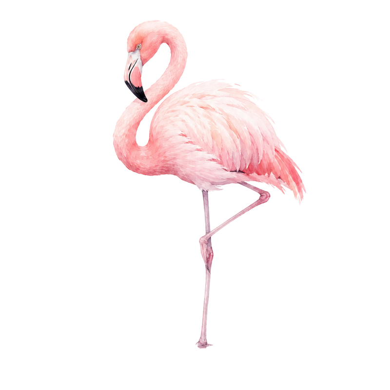 Flamingos Pink Watercolor Standing on One Leg Illustration