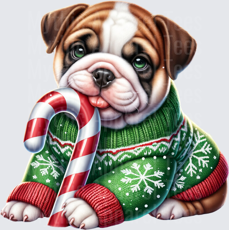 Cute English Bulldog Puppy in Green Snowflake Christmas Sweater Licking Candy Cane