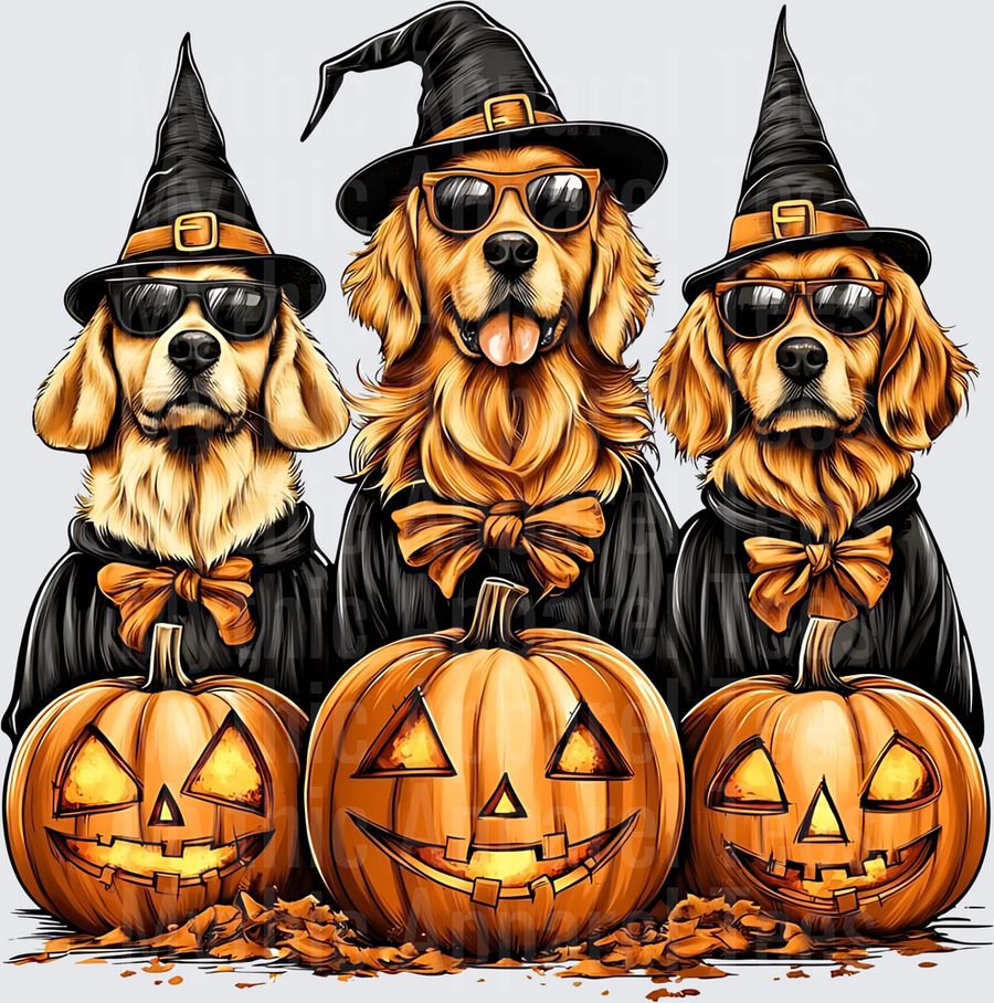 Three Golden Retrievers in Witch Hats Sunglasses Black Capes Orange Bow Ties with Glowing Jack-O-Lanterns